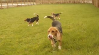 Vom Labor in die Freiheit: Hunde berühren erstmals Gras