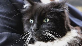 Arbeitstier: Diese Katze hat einen festen Job!