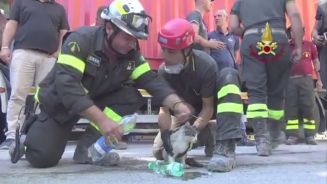 Erdbeben in Italien: Katze nach 5 Tagen gerettet