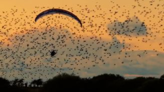 Starenflug: Paraglider macht unglaubliches Erlebnis