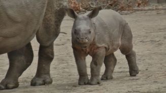Zoo-Nachwuchs: Die ersten Schritte eines Baby-Nashorns