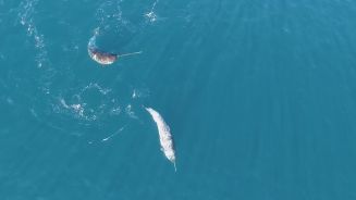 Faul oder clever? So benutzen Narwale ihr spitzes Horn