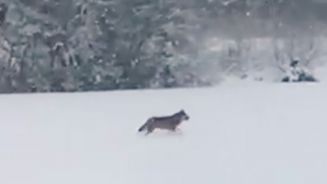 Raubtier trabt im Schnee: Wolf in Schleswig-Holstein