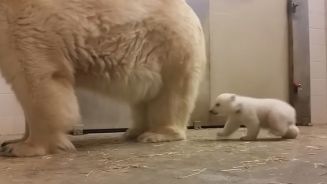 Dreifacher Nachwuchs: Eisbärenbabys auf Erkundungstour