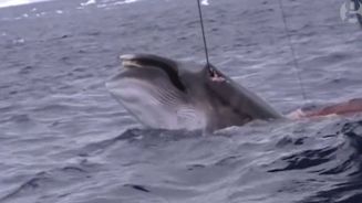 Brutaler Walfang: NGO zeigt verbotene Aufnahmen