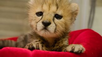 Verstoßen aber glücklich: Gepardenbaby im Kindergarten