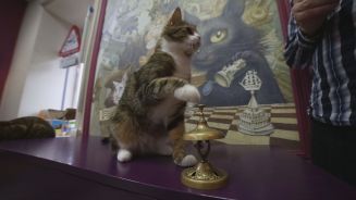 Zahlen-Genie? So gut kann Katze Maru Mathe