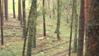 Wolf gesichtet: Gefährdetes Raubtier auf der Jagd