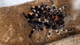 Krabbelige Entwicklung: Riesenspinne im Zeitraffer