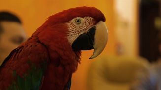 Papagei mit Visionen: Roter Vogel empfiehlt die besten Reisen